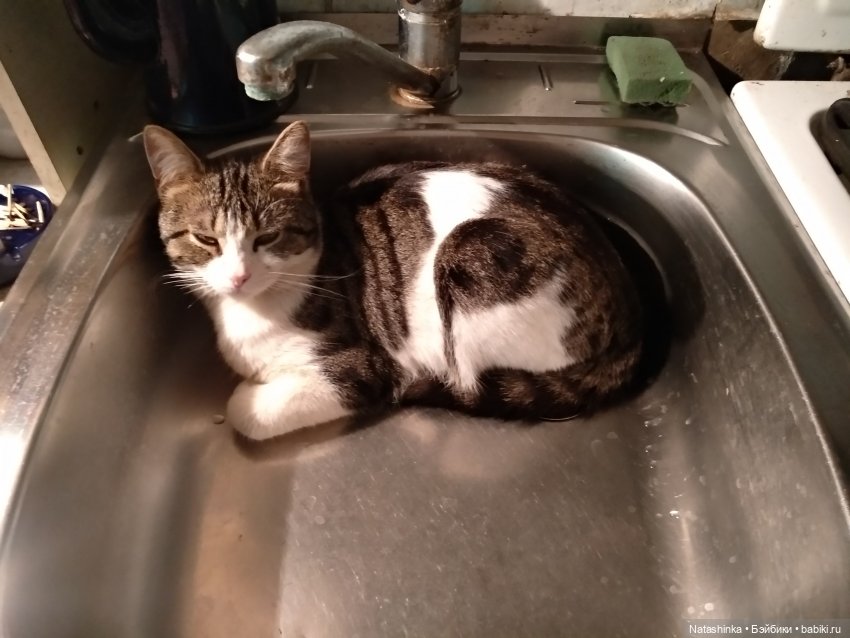 Fashion Dolls 85 — Куклы Звезды подиума (Angel Collection): шарнирные