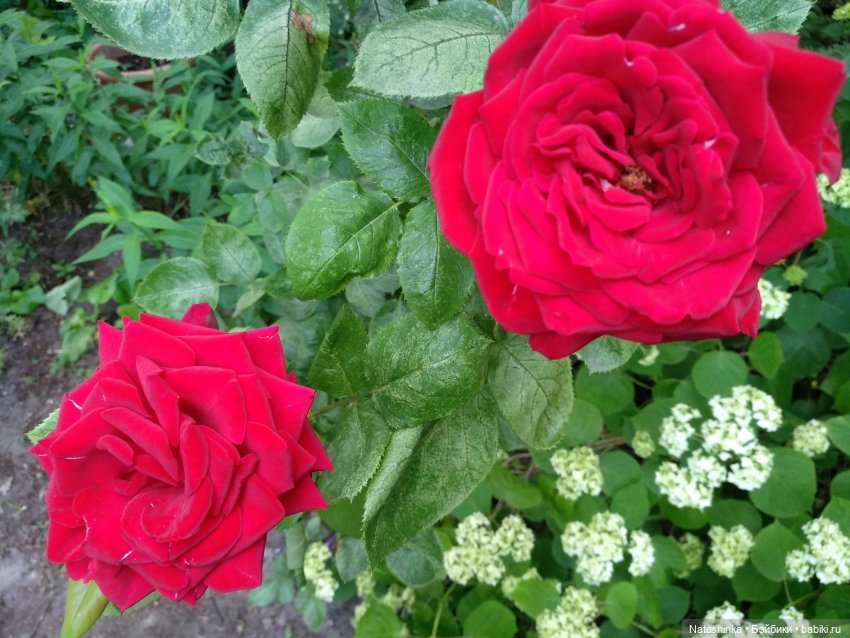 Fashion Dolls 86 — Куклы Звезды подиума (Angel Collection): шарнирные