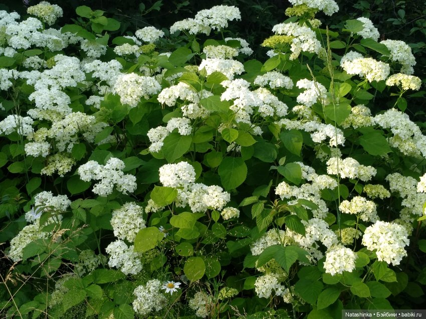 Fashion Dolls 86 — Куклы Звезды подиума (Angel Collection): шарнирные (фото 10)