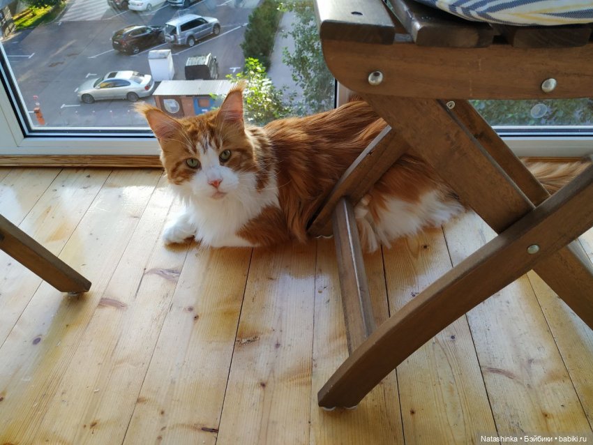 Fashion Dolls 92 — Куклы Звезды подиума (Angel Collection): шарнирные