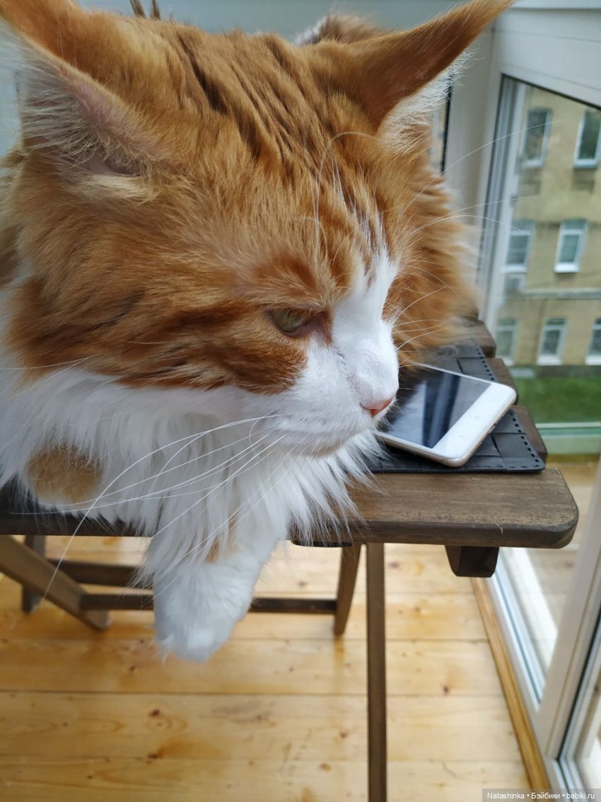 Fashion Dolls 98 — Куклы Звезды подиума (Angel Collection): шарнирные (фото 5)