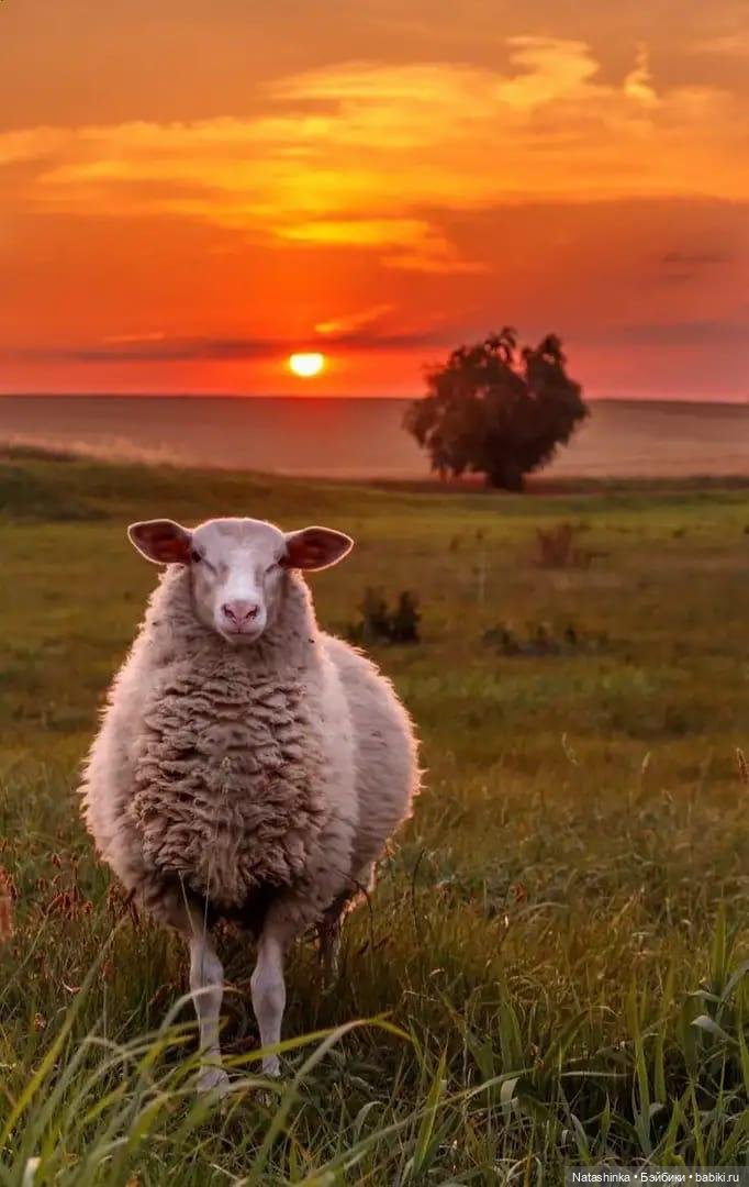 Fashion Dolls. Лесная Сказка(1) (фото 6)