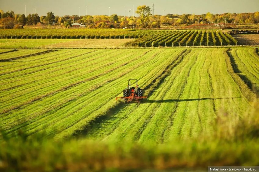 Fashion Dolls. Лесная Сказка(1) (фото 3)