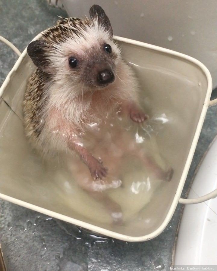 Fashion Dolls Лесная Сказка (3) (фото 3)