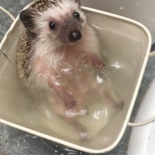 Fashion Dolls  Лесная Сказка (3)