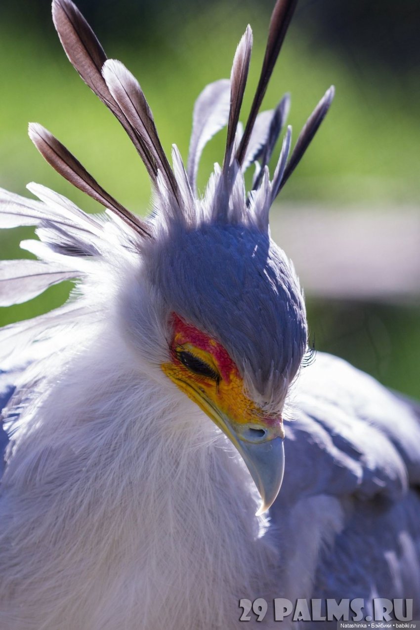 Fashion Dolls Лесная Сказка( 4) (фото 9)