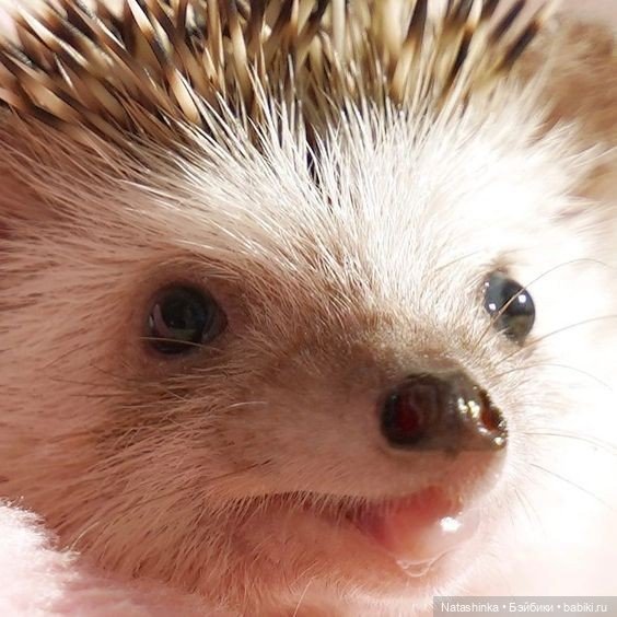 Fashion Dolls. Лесная Сказка(5)