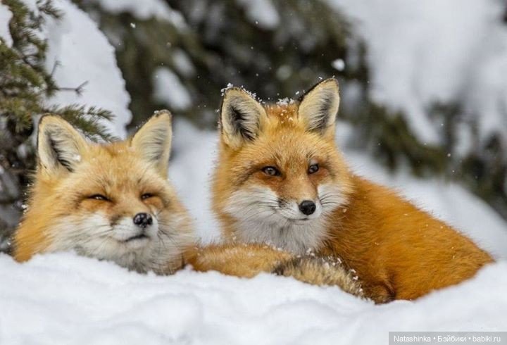 Fashion Dolls. Лесная Сказка(5)