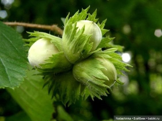 Fashion Dolls. Лесная Сказка(5)