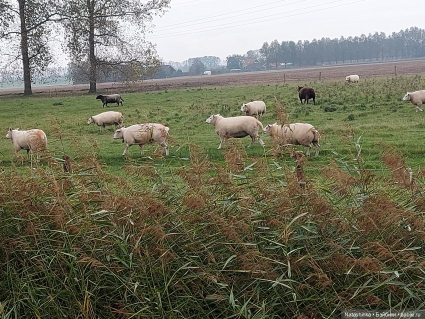 Fashion Dolls122 — Куклы Звезды подиума (Angel Collection): шарнирные