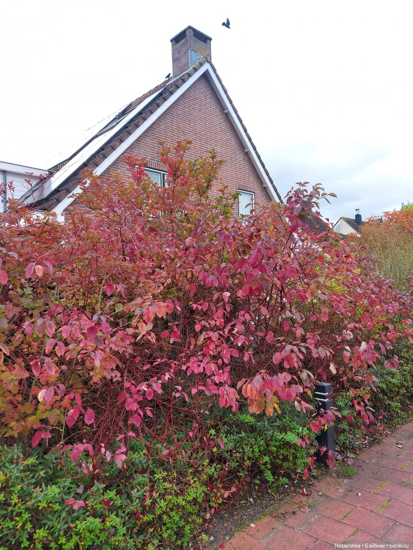 Fashion Dolls122 — Куклы Звезды подиума (Angel Collection): шарнирные