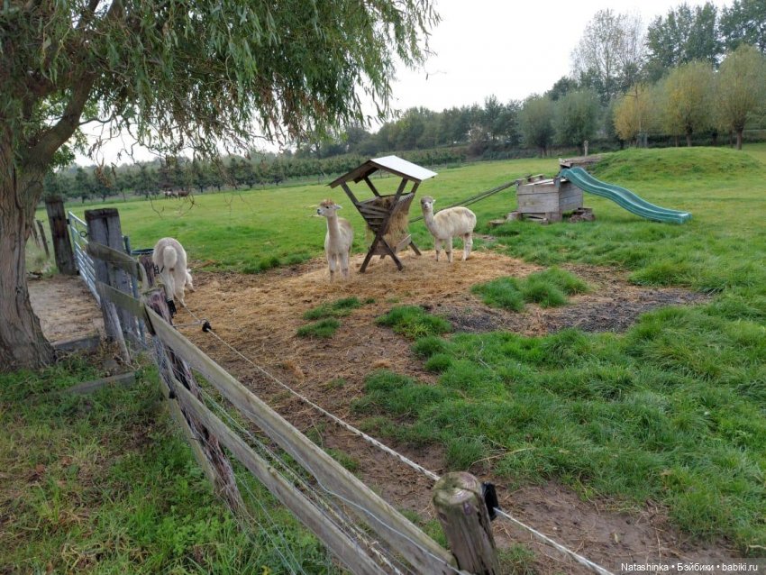 Fashion Dolls123 — Куклы Звезды подиума (Angel Collection): шарнирные (фото 7)