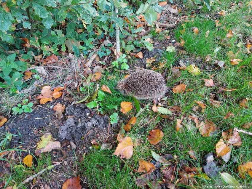 Fashion Dolls123 — Куклы Звезды подиума (Angel Collection): шарнирные (фото 4)