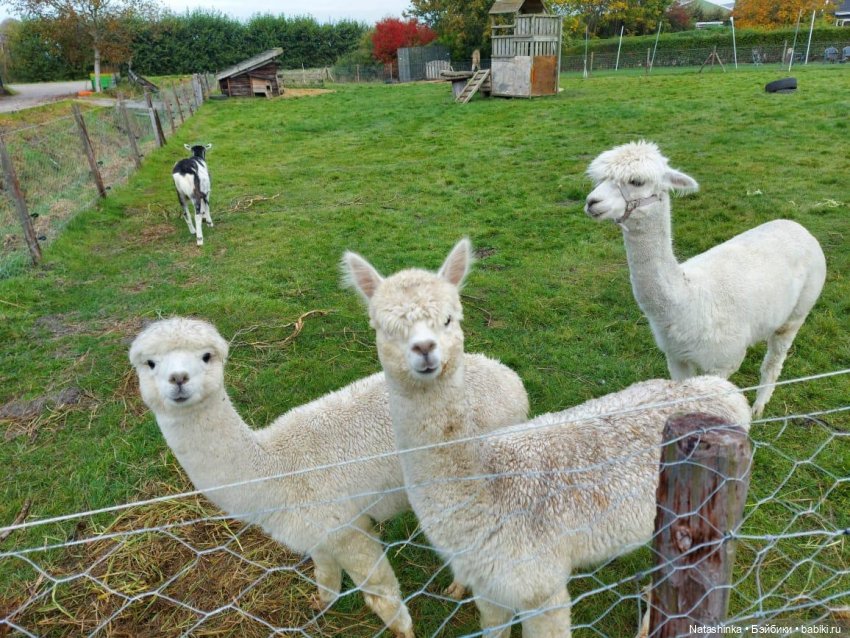 Fashion Dolls123 — Куклы Звезды подиума (Angel Collection): шарнирные