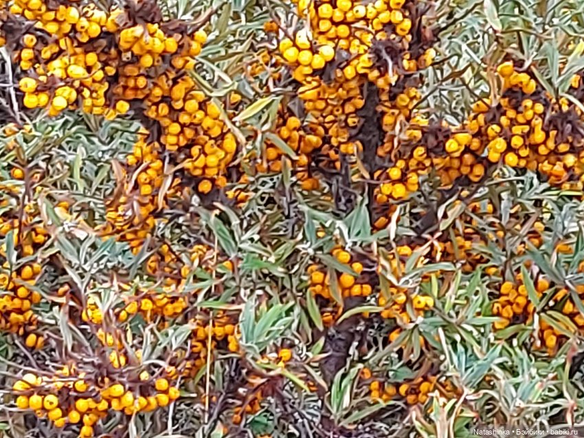 Fashion Dolls 125 — Куклы Звезды подиума (Angel Collection): шарнирные