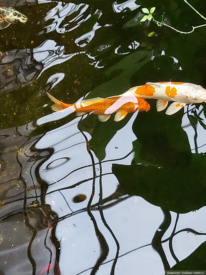 Fashion Dolls 126 — Куклы Звезды подиума (Angel Collection): шарнирные