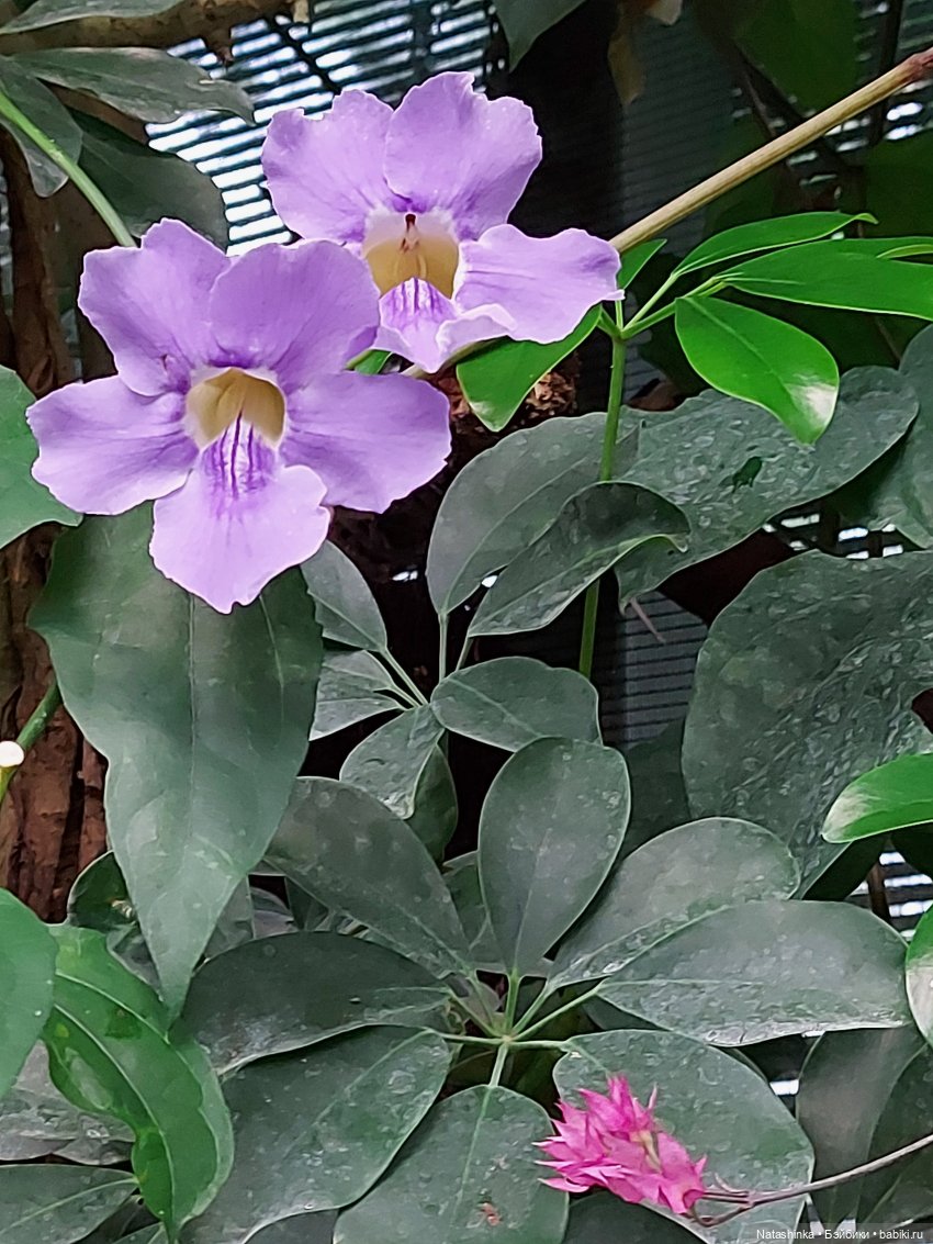 Fashion Dolls 126 — Куклы Звезды подиума (Angel Collection): шарнирные