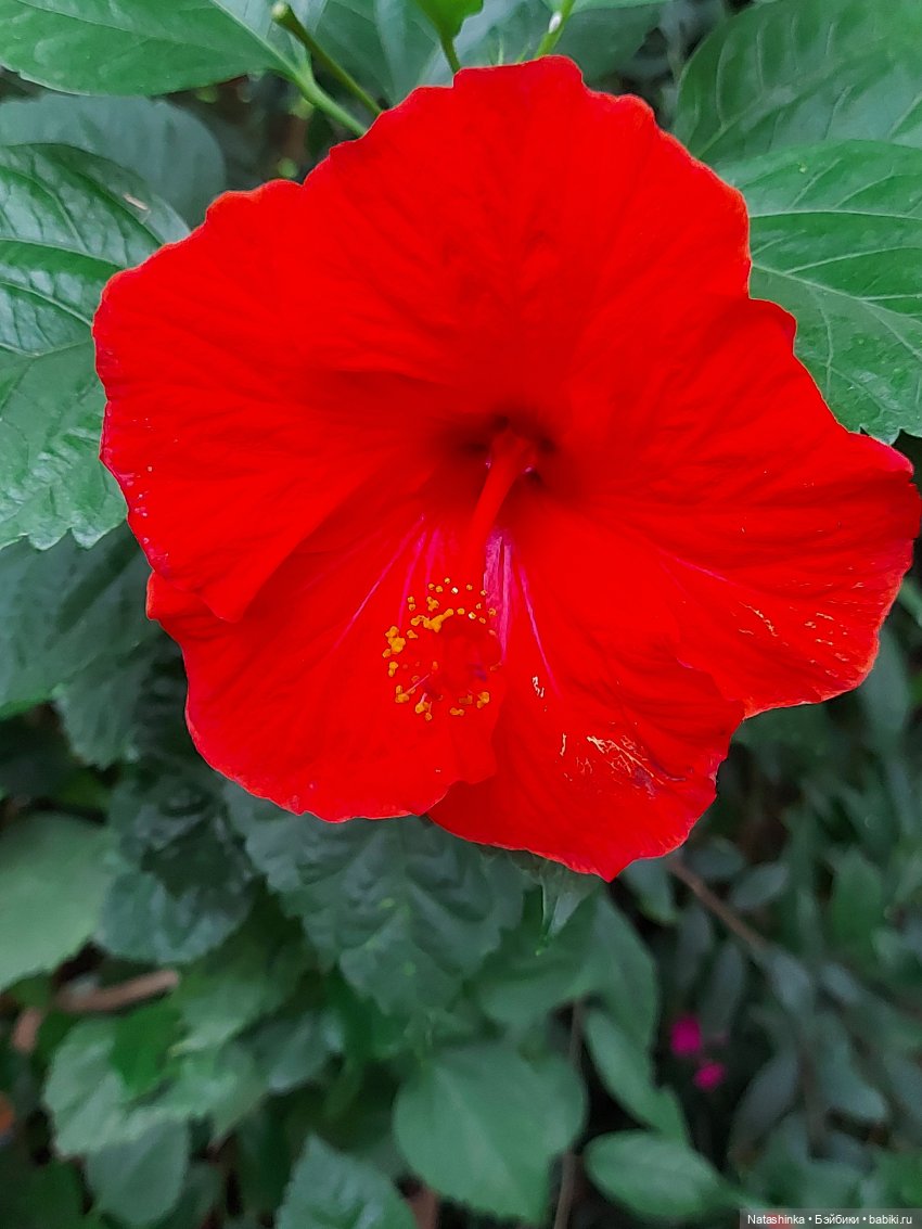 Fashion Dolls 126 — Куклы Звезды подиума (Angel Collection): шарнирные