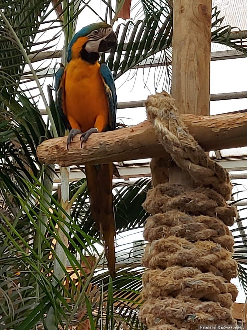 Fashion Dolls 126 — Куклы Звезды подиума (Angel Collection): шарнирные