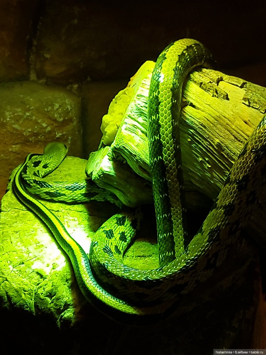 Fashion Dolls 126 — Куклы Звезды подиума (Angel Collection): шарнирные