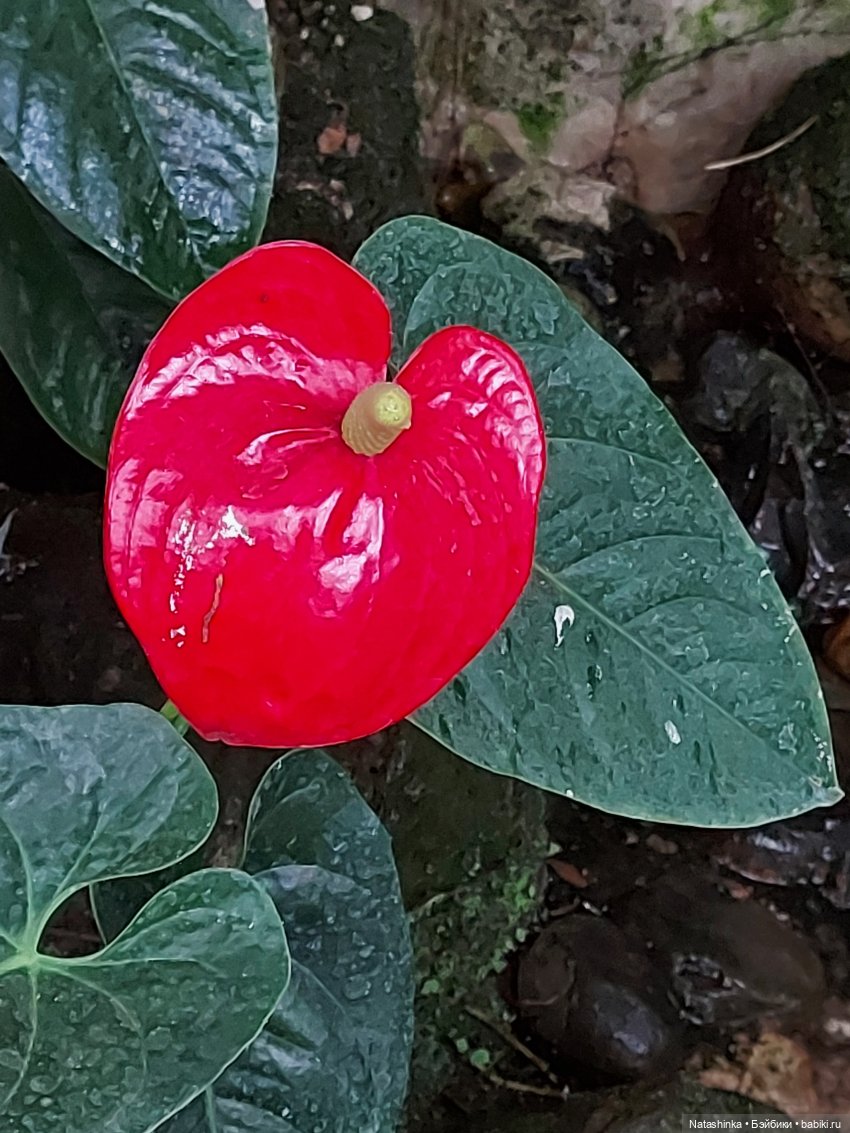 Fashion Dolls 126 — Куклы Звезды подиума (Angel Collection): шарнирные