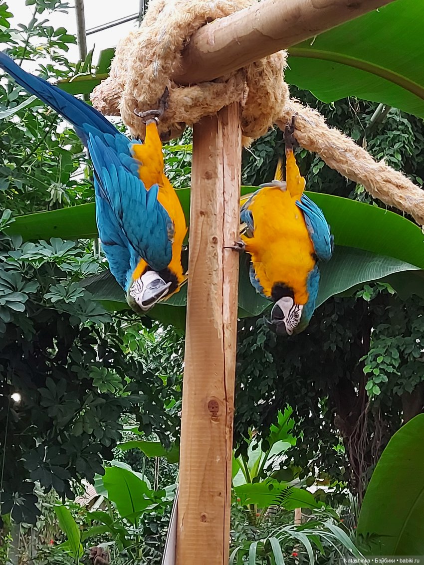 Fashion Dolls 126 — Куклы Звезды подиума (Angel Collection): шарнирные (фото 8)