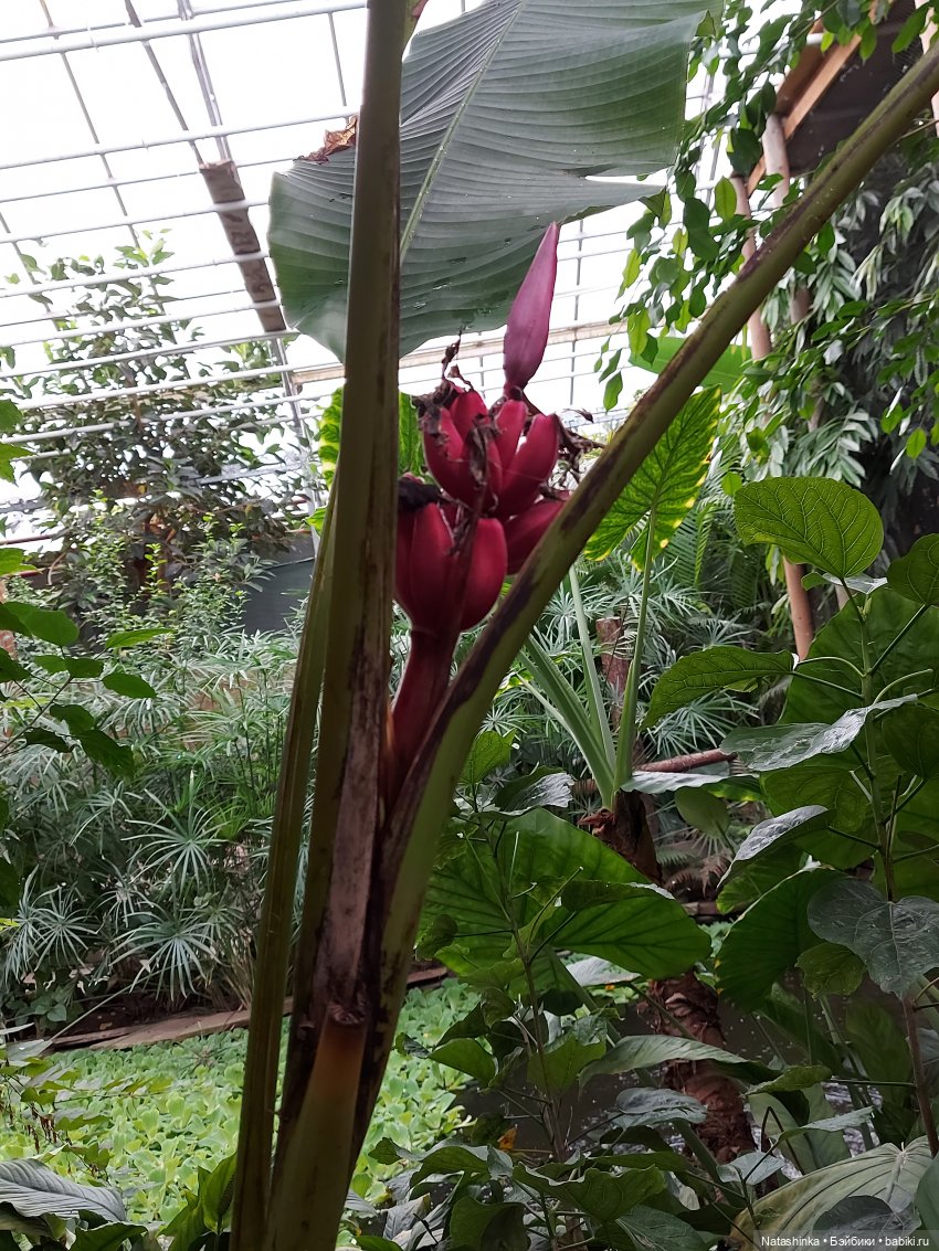 Fashion Dolls 126 — Куклы Звезды подиума (Angel Collection): шарнирные