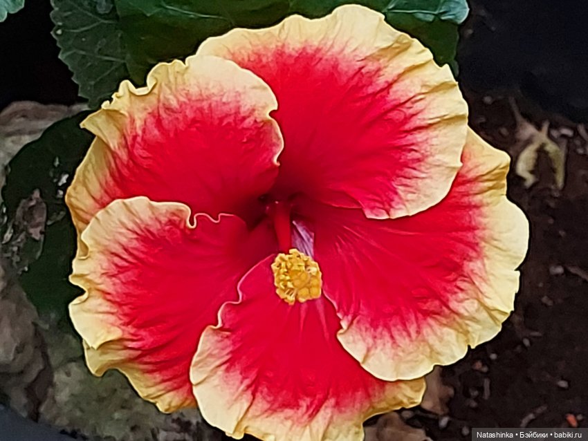 Fashion Dolls 126 — Куклы Звезды подиума (Angel Collection): шарнирные