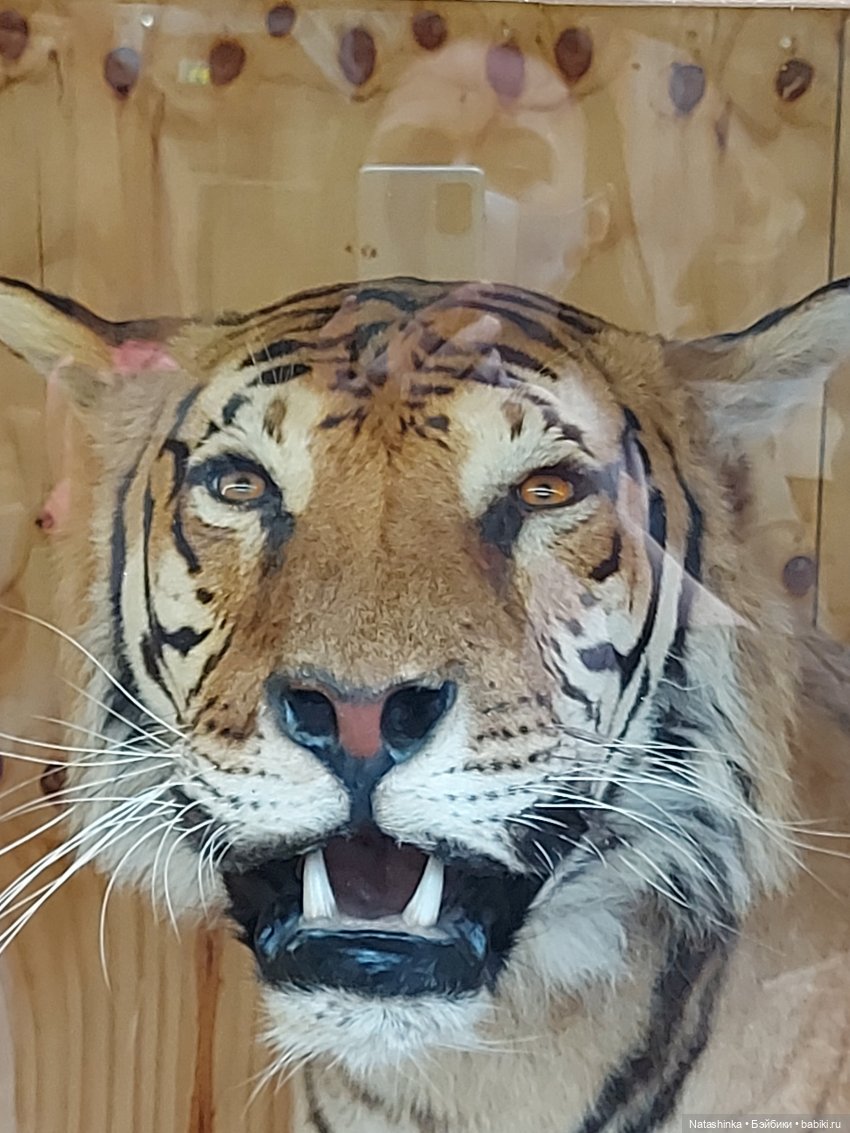 Fashion Dolls 126 — Куклы Звезды подиума (Angel Collection): шарнирные