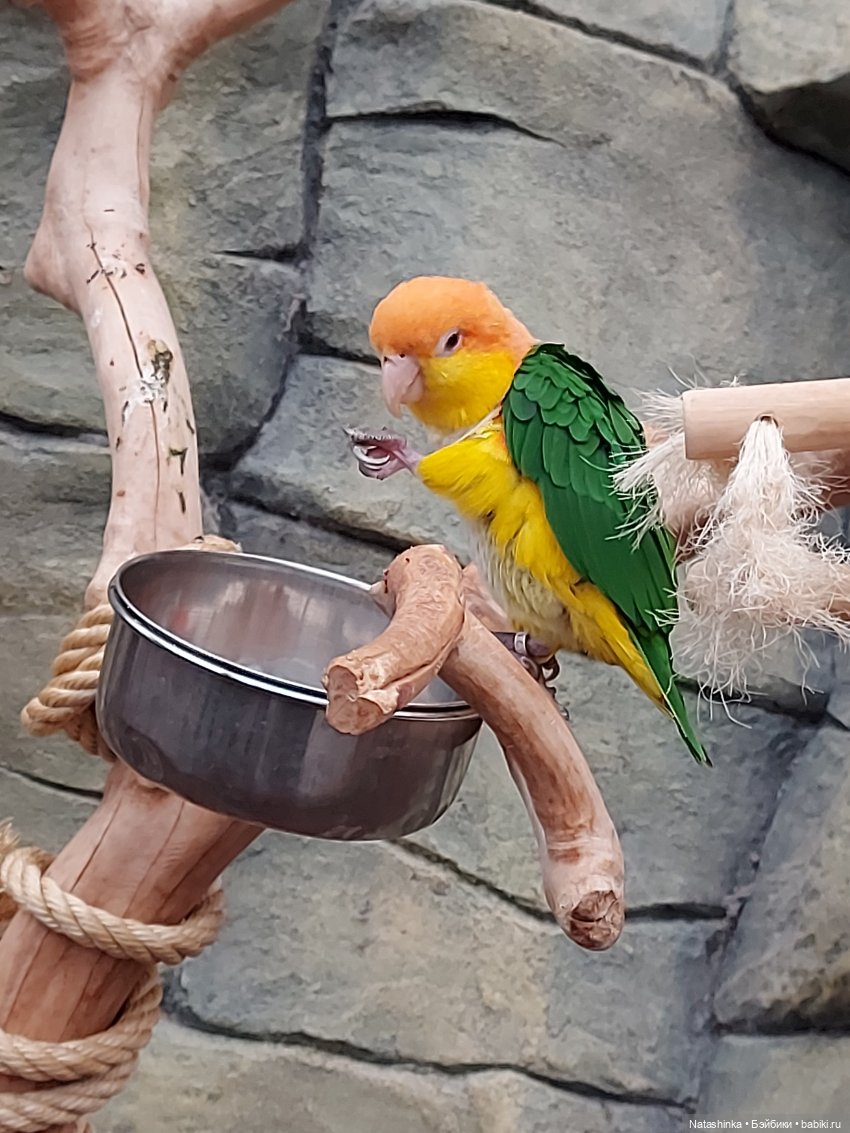 Fashion Dolls 126 — Куклы Звезды подиума (Angel Collection): шарнирные