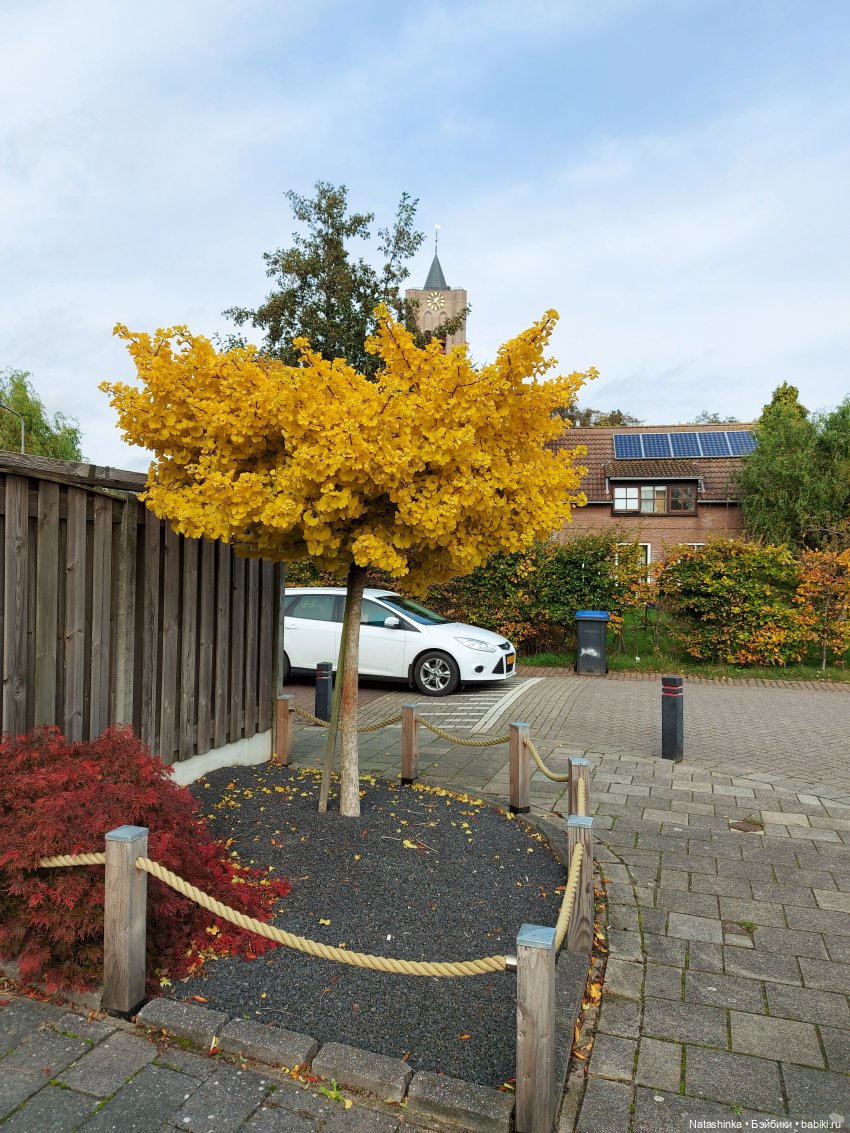 Fashion Dolls 128 — Куклы Звезды подиума (Angel Collection): шарнирные (фото 2)