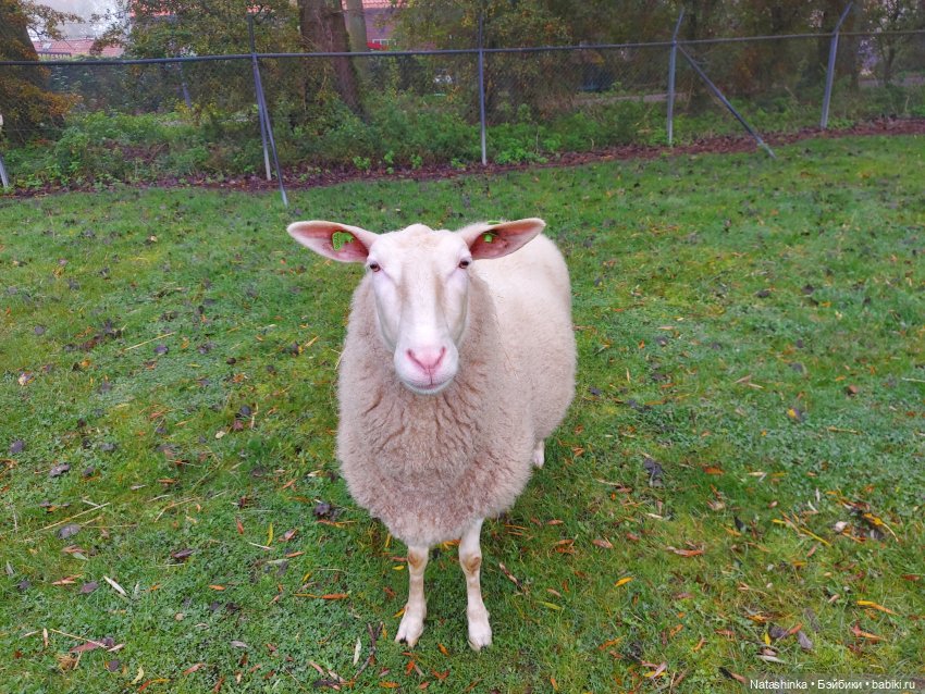 Fashion Dolls 128 — Куклы Звезды подиума (Angel Collection): шарнирные (фото 4)