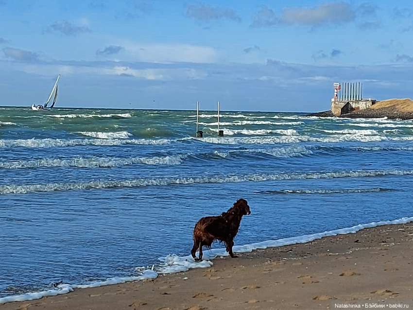 Fashion Dolls 130 — Куклы Звезды подиума (Angel Collection): шарнирные