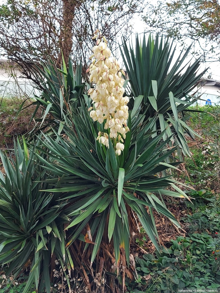 Fashion Dolls 132 — Куклы Звезды подиума (Angel Collection): шарнирные