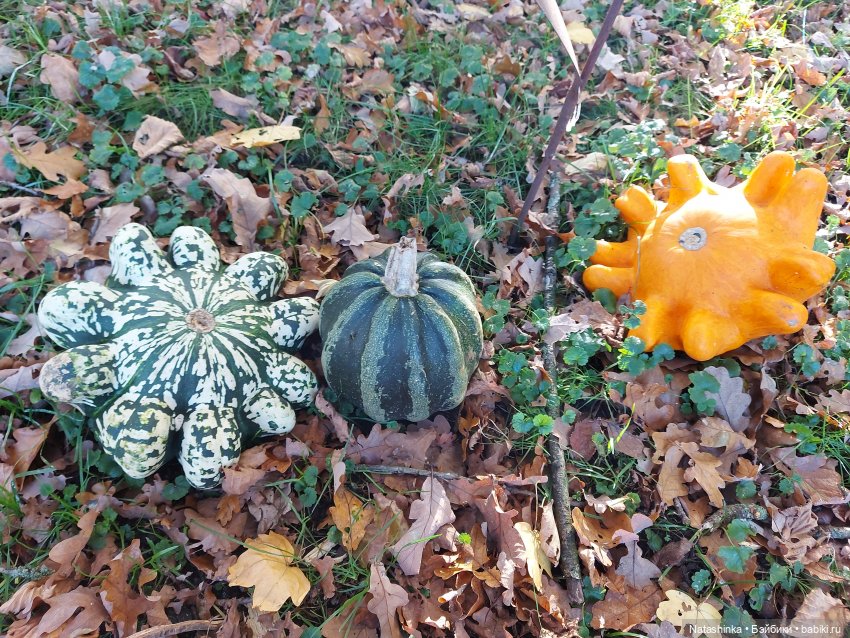 Fashion dolls 136 — Куклы Звезды подиума (Angel Collection): шарнирные (фото 5)