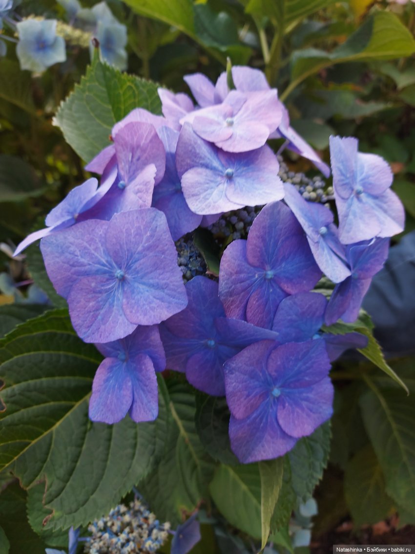 Fashion Dolls 139 — Куклы Звезды подиума (Angel Collection): шарнирные (фото 5)