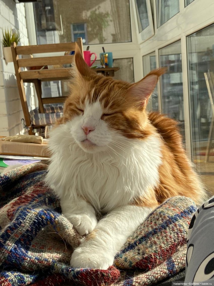 Fashion Dolls 141 — Куклы Звезды подиума (Angel Collection): шарнирные (фото 8)