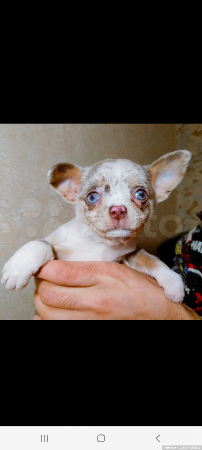 Fashion Dolls 201 — Куклы Звезды подиума (Angel Collection): шарнирные