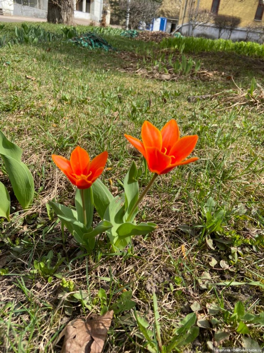 Fashion Dolls 215 — Куклы Звезды подиума (Angel Collection): шарнирные (фото 10)