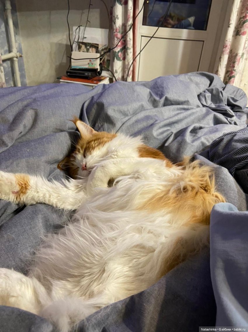 Fashion Dolls 216 — Куклы Звезды подиума (Angel Collection): шарнирные