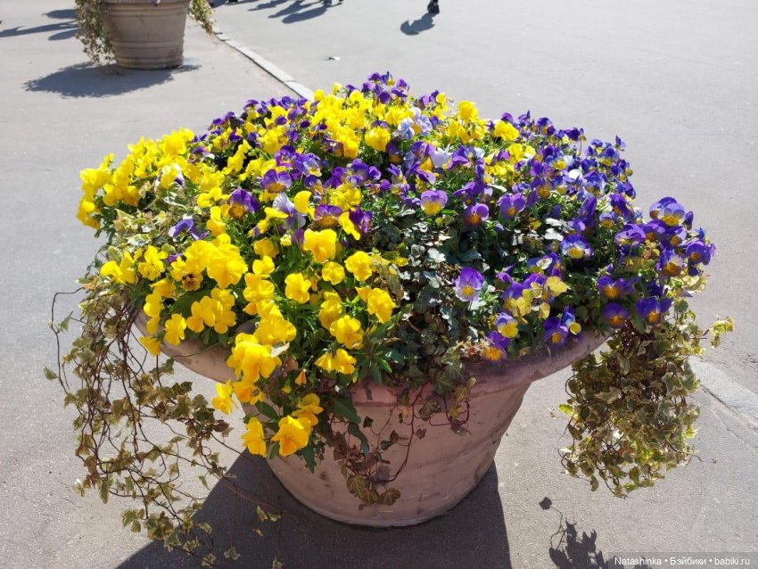 Fashion Dolls 226 — Куклы Звезды подиума (Angel Collection): шарнирные