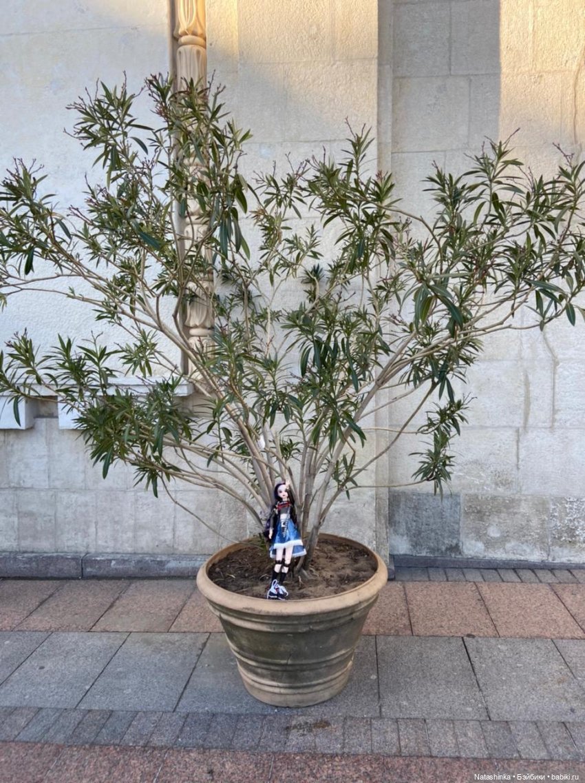 Fashion Dolls 226 — Куклы Звезды подиума (Angel Collection): шарнирные (фото 8)