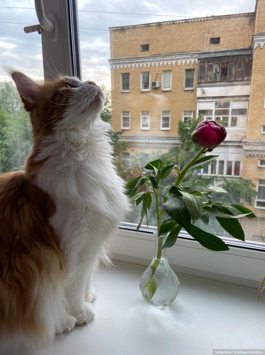 Fashion Dolls 230 — Куклы Звезды подиума (Angel Collection): шарнирные (фото 7)