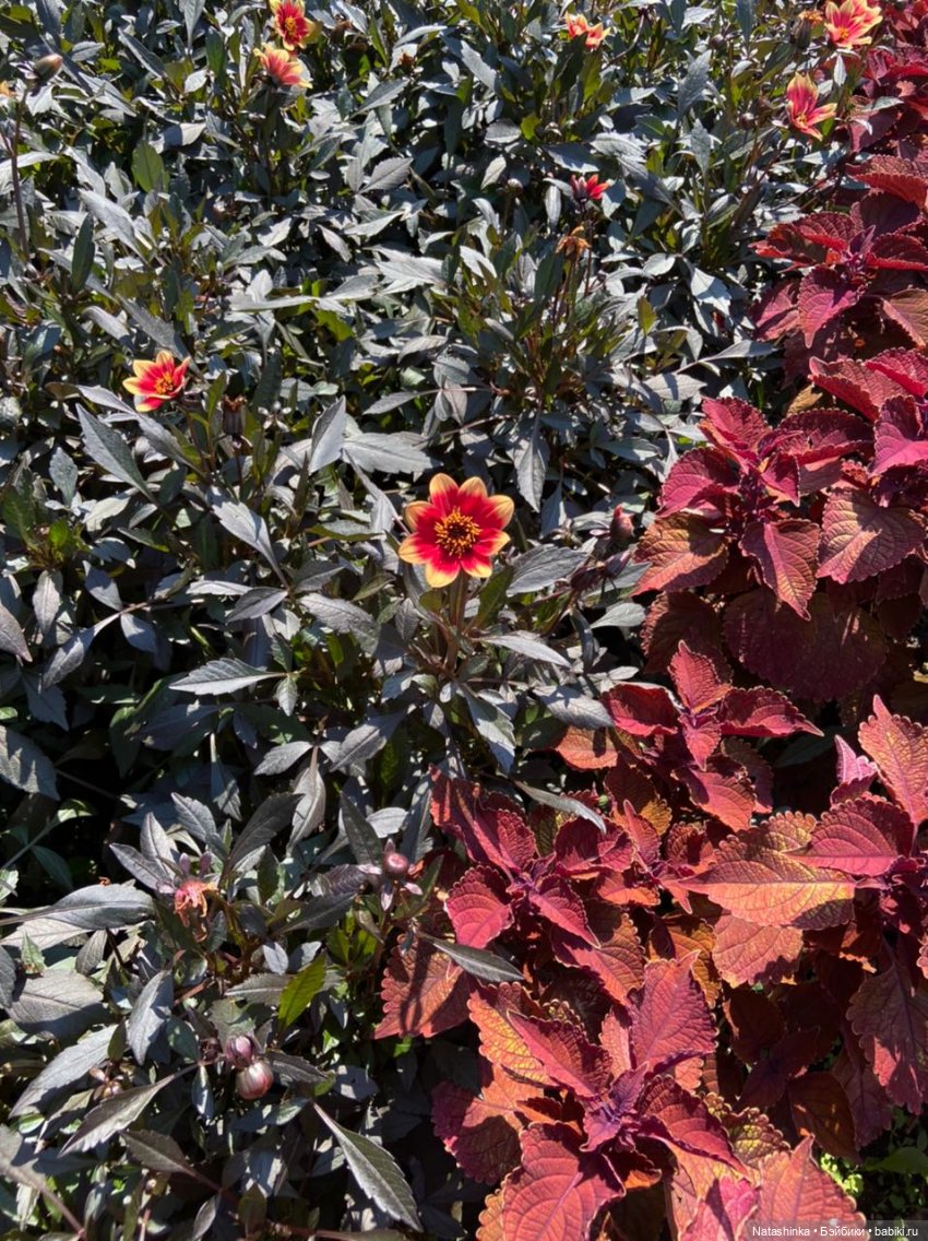 Fashion Dolls 235 — Куклы Звезды подиума (Angel Collection): шарнирные