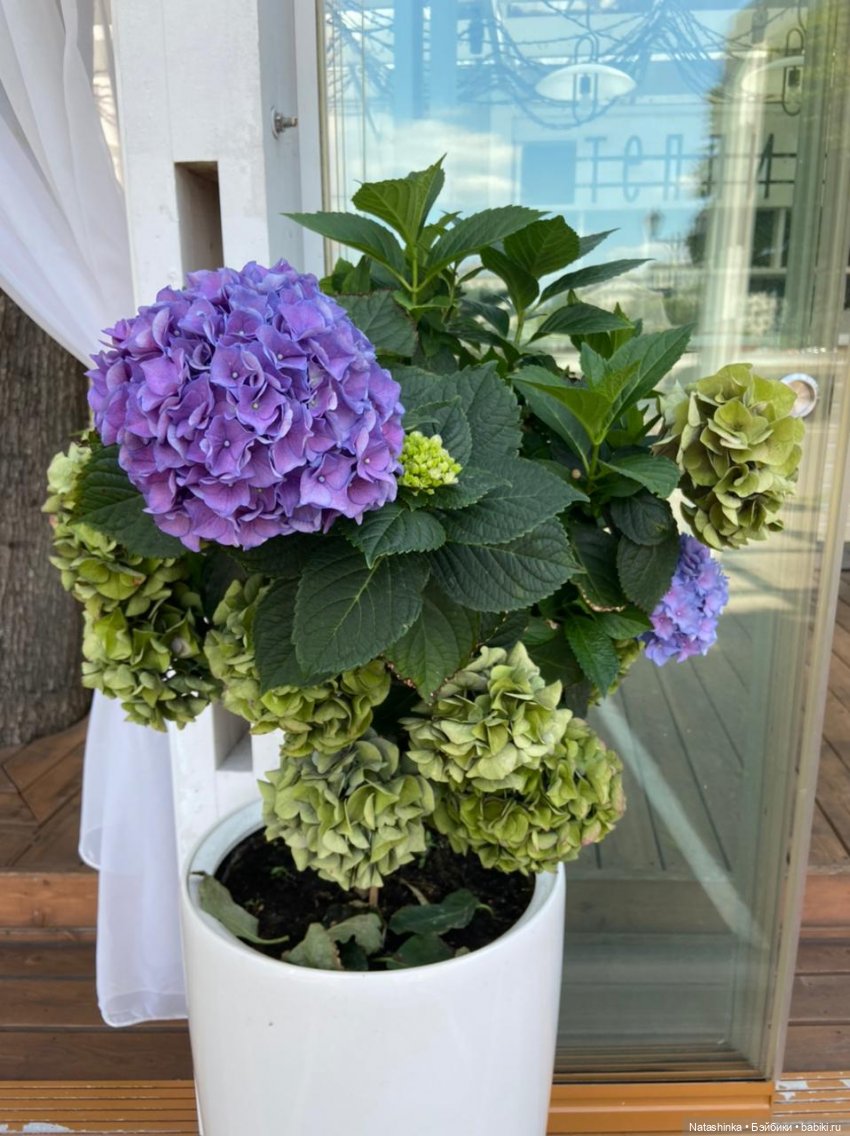 Fashion Dolls 235 — Куклы Звезды подиума (Angel Collection): шарнирные