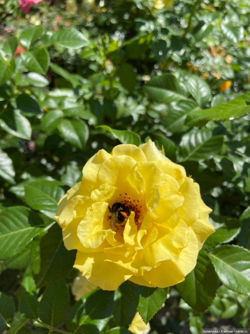 Fashion Dolls 235 — Куклы Звезды подиума (Angel Collection): шарнирные