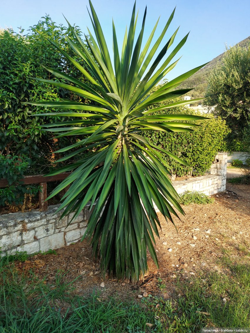 Fashion Dolls 247 — Куклы Звезды подиума (Angel Collection): шарнирные