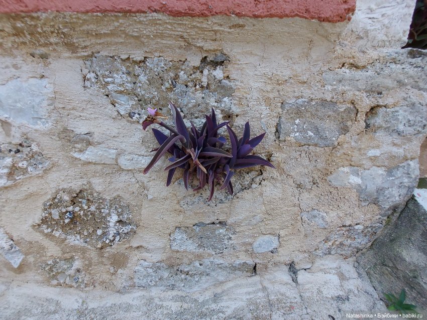 Fashion Dolls 251 — Плюшевые мишки и игрушки (Teddy Bear): винтаж