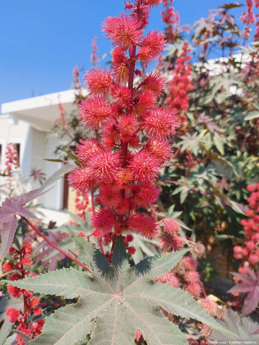 Fashion Dolls 251 — Плюшевые мишки и игрушки (Teddy Bear): винтаж