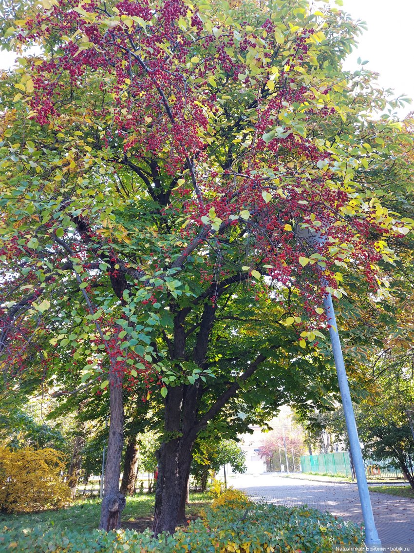 Fashion Dolls 266 — Куклы Звезды подиума (Angel Collection): шарнирные